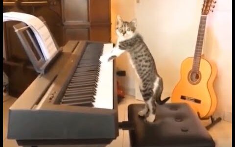 【面白い猫】猫とピアノ、猫とウェーターサーバーなどなど【ねこの癒し】