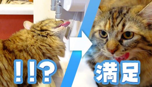 ウォーターサーバーの水を飲むようになった賢い猫がコチラ【サイベリアン】