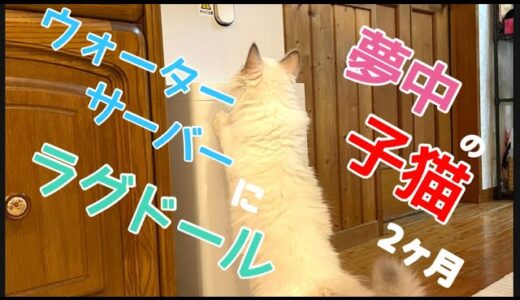 【子猫】【ラグドール】【癒し】ウォーターサーバーに夢中のにゃんこ♪