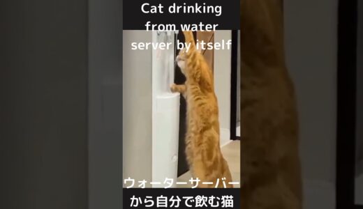 【ウォーターサーバーから自分で飲む賢い猫】😜😜😜😜Cat drinking from water server by itself　#Shorts