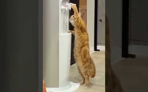 ウォーターサーバから水を飲むネコ #shorts #cat