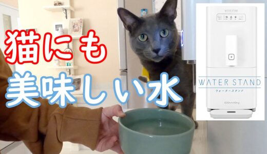 猫と共有ウォータースタンド