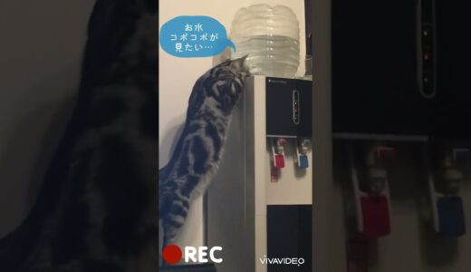 ウォーターサーバーを使いたい猫