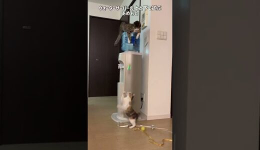 ウォーターサーバーの上と下で天才的な遊び方をする猫のあめおと