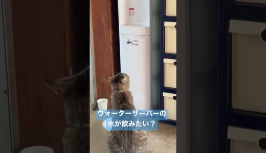 ウォーターサーバーの水が飲みたい猫#Shorts #funnycats