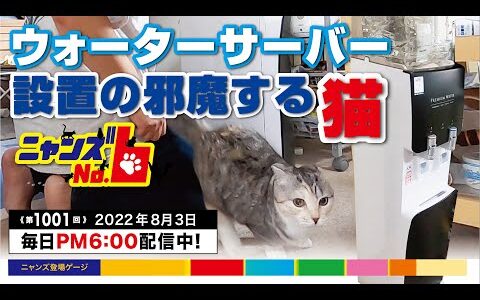 《第1001回》ウォーターサーバーの設置を邪魔する猫たち