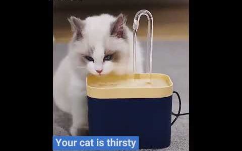 Cute cat drinking water from dispenser