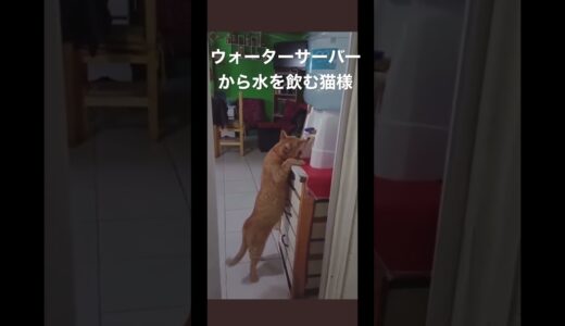 ウォーターサーバーから水を飲む猫様♯shorts