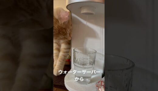 ウォーターサーバーからお水飲むモチャ太