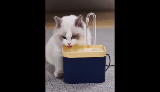 Automatic Cat Water Dispenser