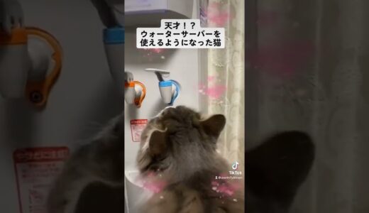 TikTok version ウォーターサーバーを使えるようになった猫【マロたん】