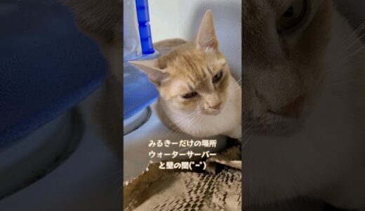 【猫】ウォーターサーバー横は私だけの特等席🤗クリーム猫のみるきー【癒し】#shorts