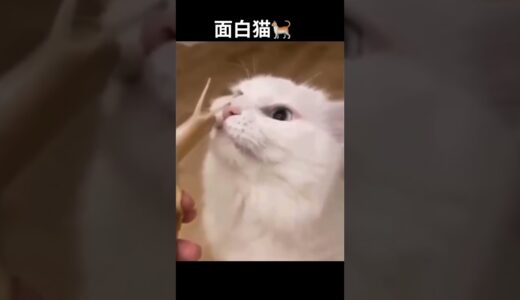 最後のウォーターサーバーを使い水を飲む猫😂