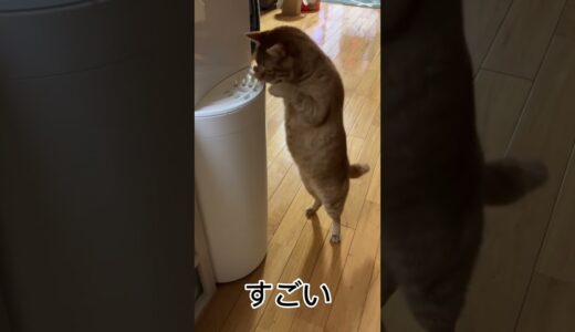 ウォーターサーバーが気になって立っちゃう猫🐈