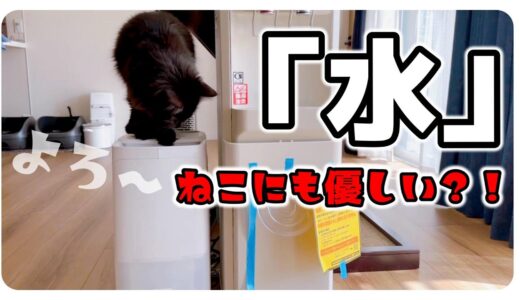 【猫にもやさしい？】クリクラからプレミアムウォーターへ変えました