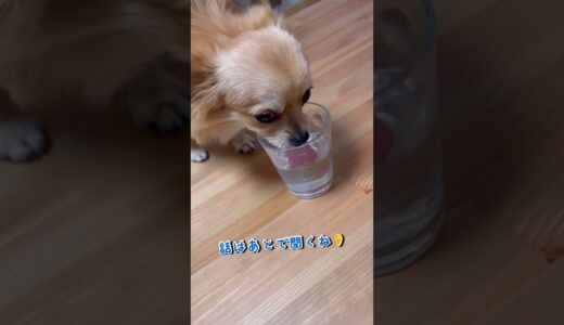 パパのウォーターサーバーの水、先に飲んじゃった犬