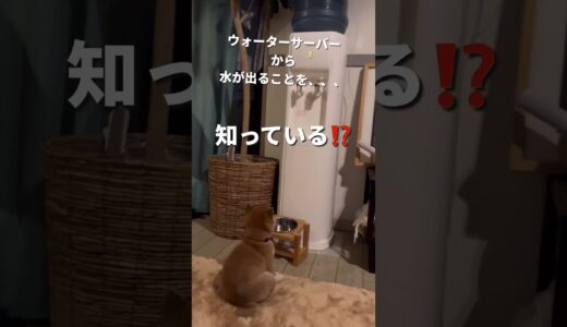 まさか？早くない？【柴3ヶ月】でウォーターサーバーを知っている‼️#柴犬との暮らし #dog #pets #子犬