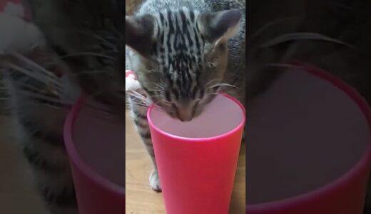 [子猫ちゃん動画] #8 ☆クーの日常☆ ウォーターサーバーの冷たいお水が美味しくて好きだにゃ