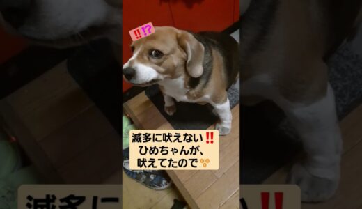 何事かと、思ったら😲ウォーターサーバーの、お水のボコボコって音に吠えてた見たいです😲