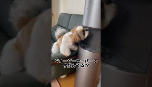 犬がウォーターサーバーから水を飲んでいる…⁉#shorts #犬