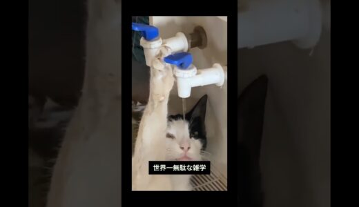 【可愛い動物】猫はウォーターサーバーの水の旨さを知っている・・・世界一無駄な雑学#shorts #解説 #雑学