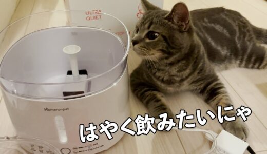 【購入品】子猫にウォーターサーバーを購入しました♪