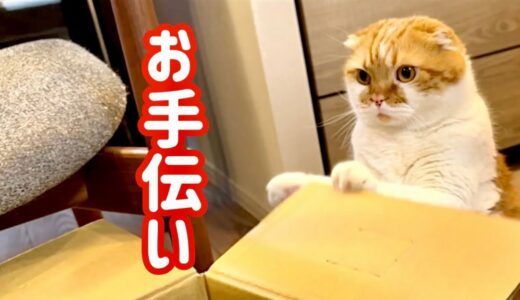 猫がウォーターサーバーの入れ替えをお手伝いしてくれました