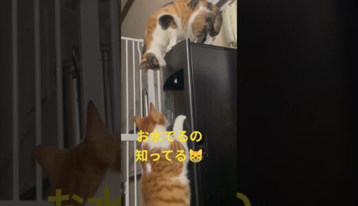 ウォーターサーバーで遊ぶ😸 #animalcat #cat #癒やされる #ねこ #癒され #animalspecies #猫のいる暮らし