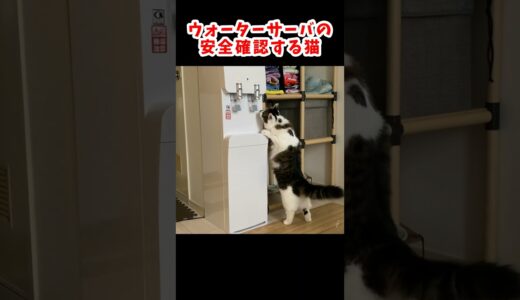 ウォーターサーバーの安全確認する猫のもこちゃん #保護猫  #cat #shorts