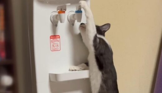 愛猫が自力でウォーターサーバーの水を飲み始めました【保護猫】